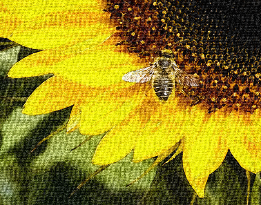 Bee on a Sunflower Photograph by Marion McCristall