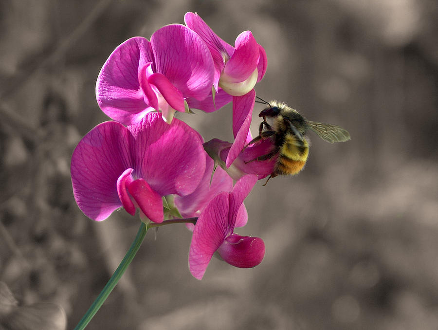 Bee on a Sweet Pea Photograph by Wayne Enslow