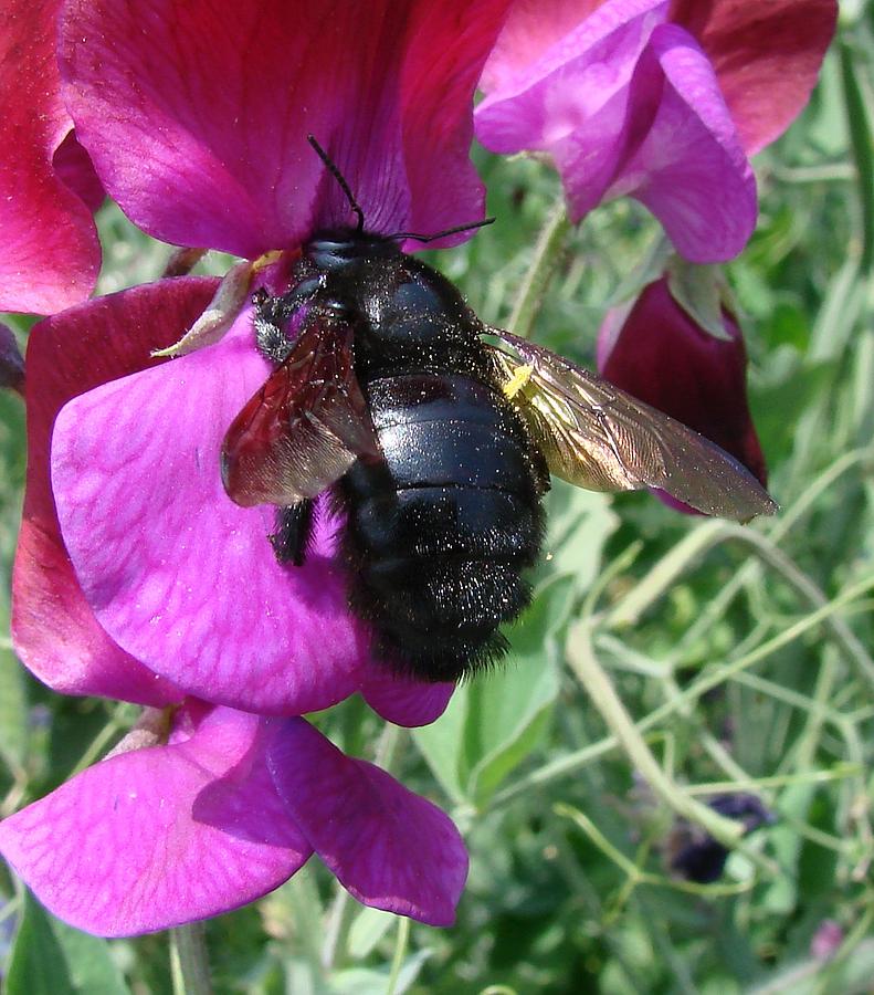 Bee on a Sweetpea 2 Photograph by Liz Vernand