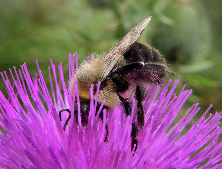 Bee on a Thistle Photograph by Nancy Griswold