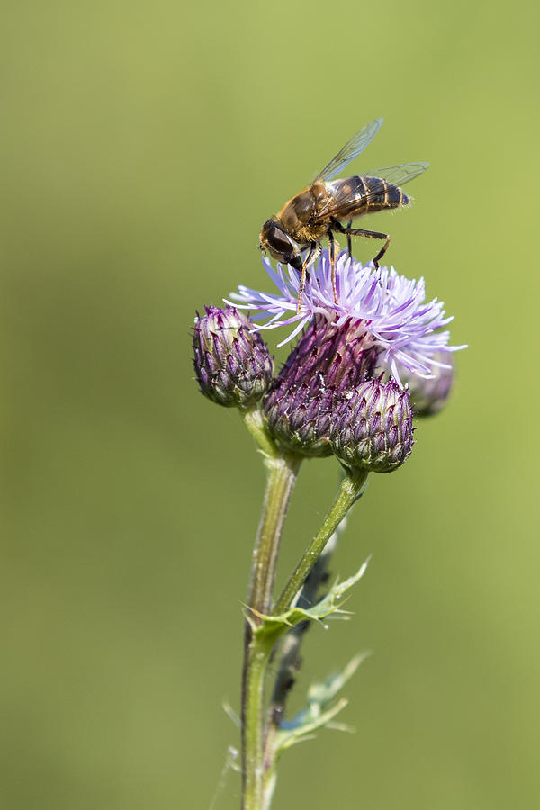 Bee on a thistle  Photograph by Chris Smith