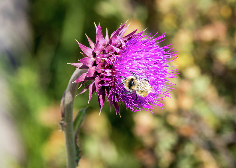Bee On A Thistle Photograph