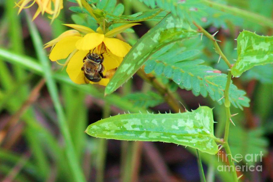 Bee on a Yellow Rock Rose Photograph by Robert Wilder Jr