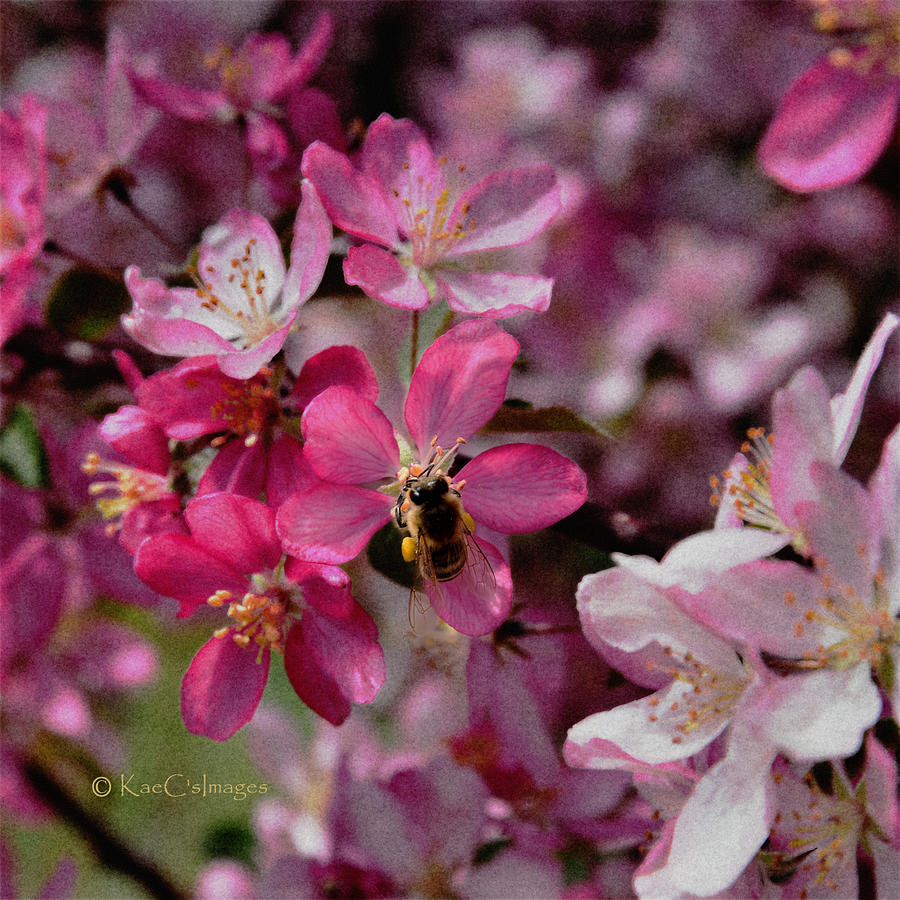 Bee on Apple Blossom Photograph by Kae Cheatham