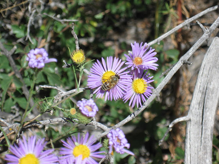 Bee on Aster 1 Photograph by Ron Monsour