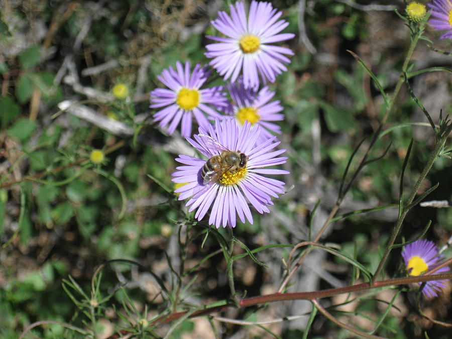 Bee on Aster 2 Photograph by Ron Monsour