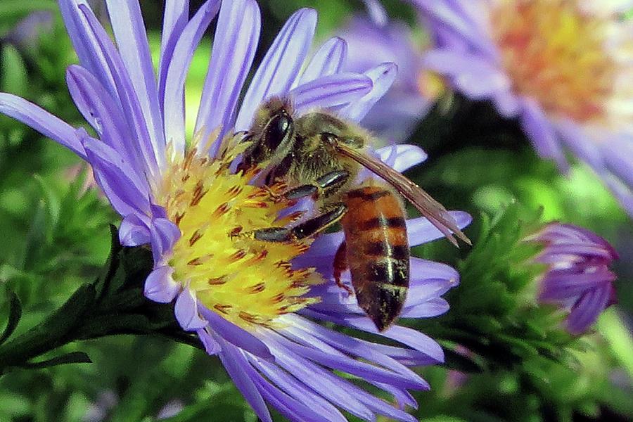 Bee On Aster Photograph by Hazel Vaughn