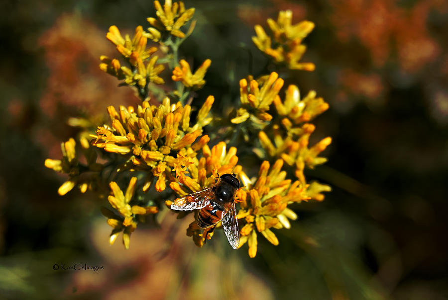 Bee on Autumn Bloom Photograph by Kae Cheatham