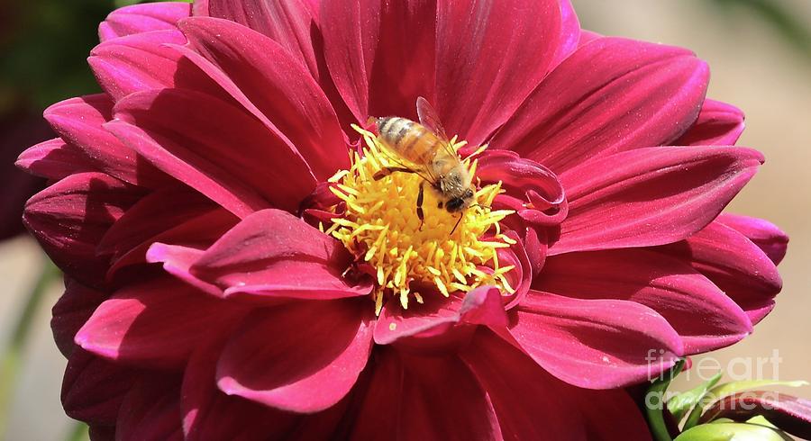 Bee On Beautiful Dahlia Photograph