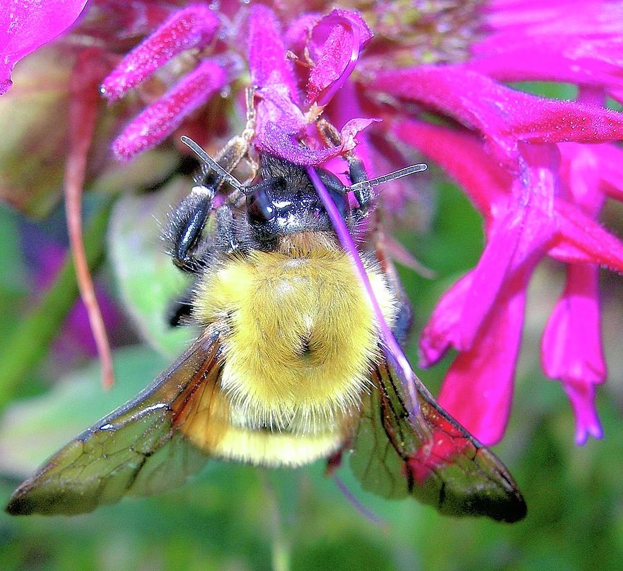 Bee on Bee Balm Photograph by Randy Rosenberger
