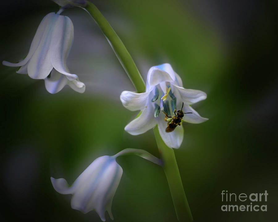 Bee On Blue Bell Flower Photograph by Smilin Eyes Treasures