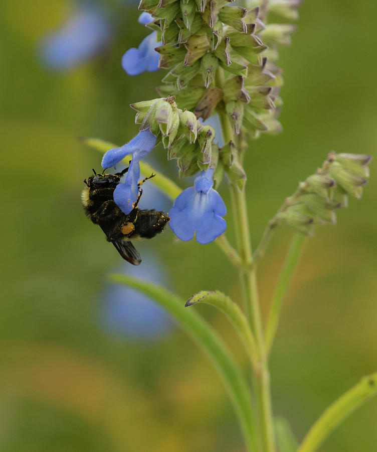 Bee on Blue Sage Photograph by Jody Partin