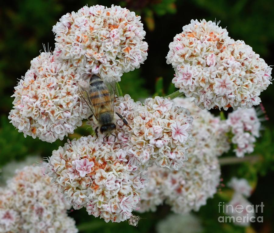 Bee on Buckwheat Photograph by Jeff Hubbard