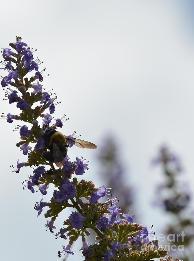 Bee on Butterfly Bush Photograph by Maria Urso