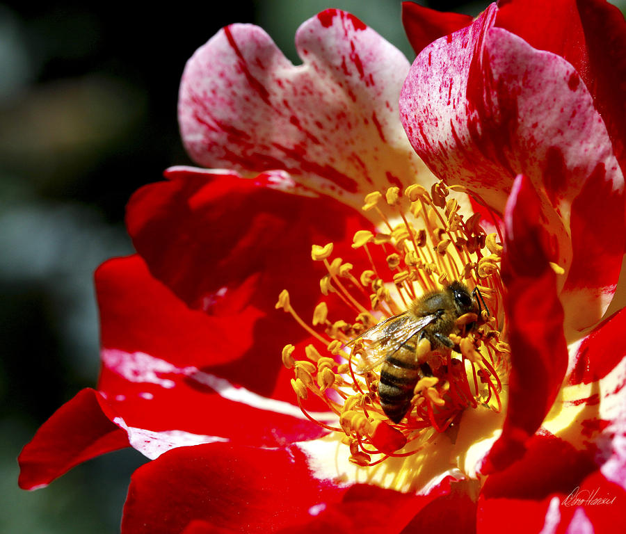 Bee on Candy Striped Rose Photograph by Diana Haronis