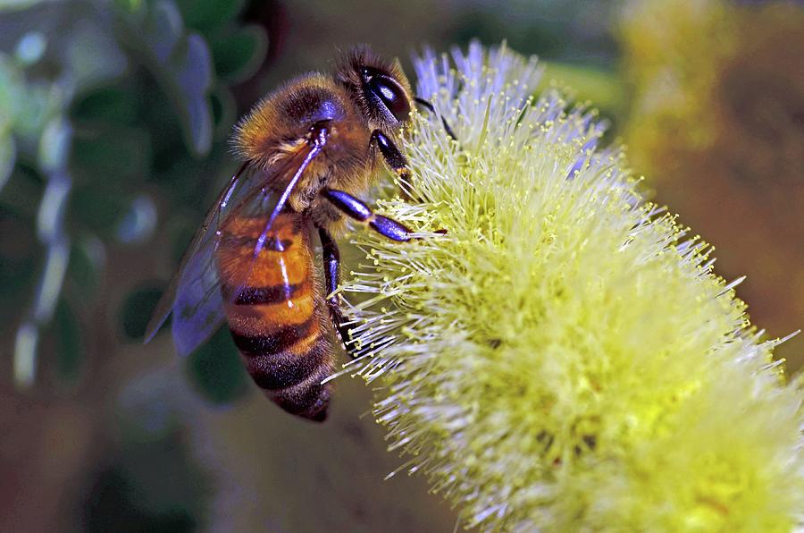 Bee Photograph - Bee On Catclaw Acacia by Hazel Vaughn