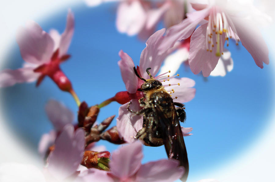 Bee On Cherry Blossom Photograph by Cynthia Guinn