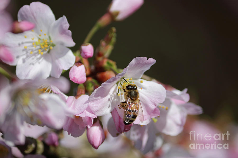 Bee on cherry blossom Photograph by Julia Gavin