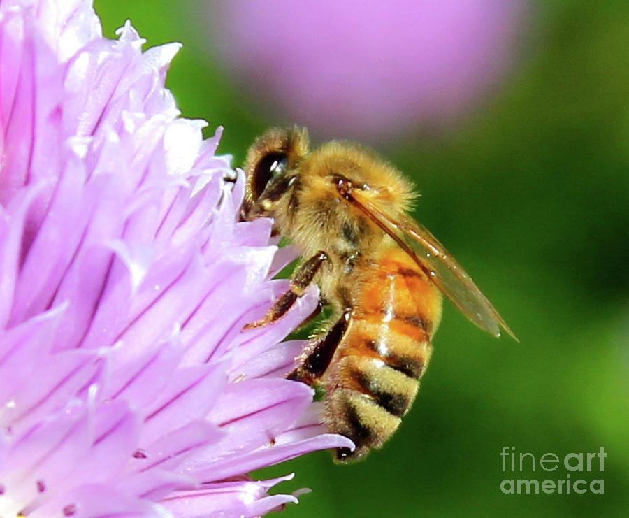 Bee on Chive Flower Photograph by Ann E Robson