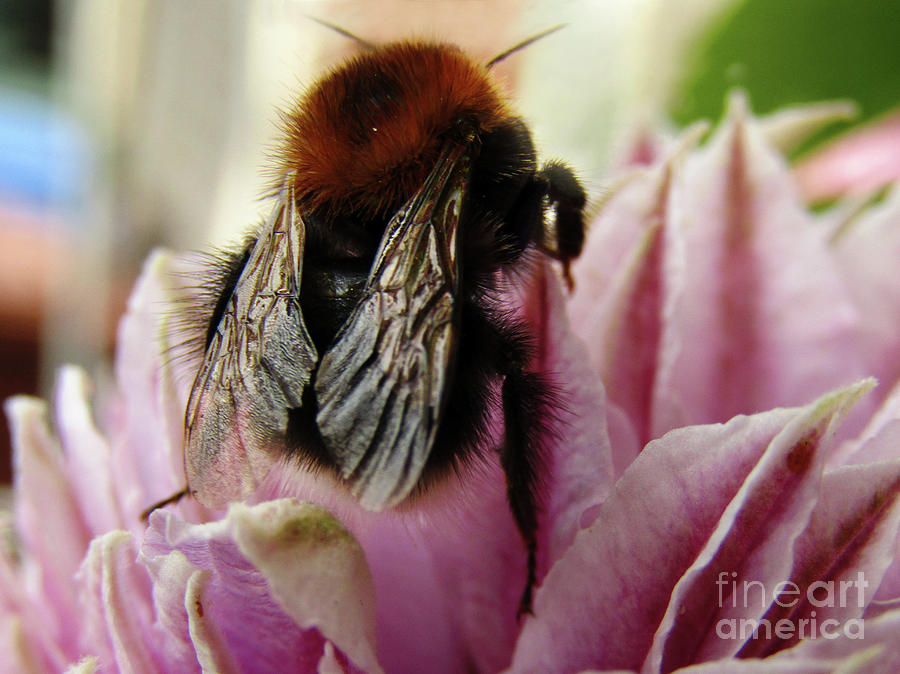  Bee On Clematis Photograph by Kim Tran
