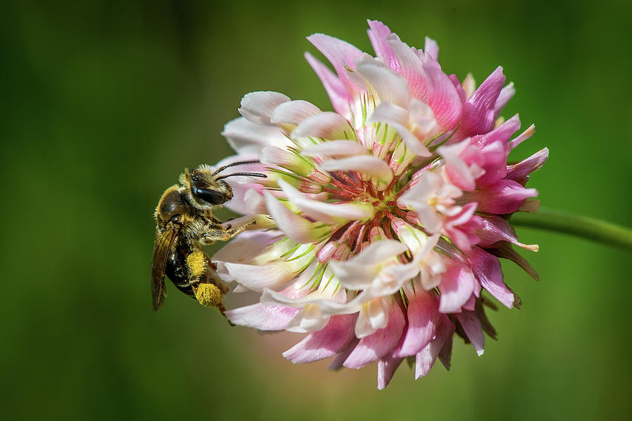Bee On Clover Photograph by Paul Freidlund