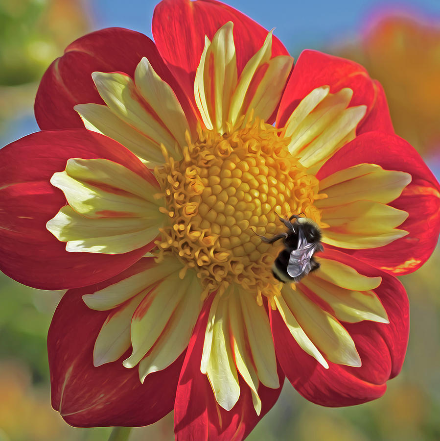 Bee on Collared Dahlia Photograph by Catherine Avilez