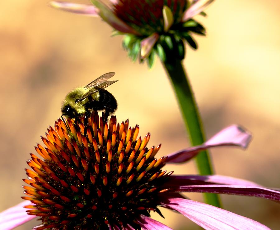 Madison Photograph - Bee on Cone Flower by Karen Majkrzak