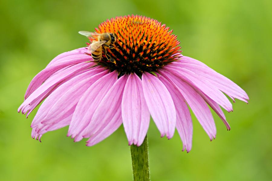 Bee on Cone Flower Photograph by Larry Ricker