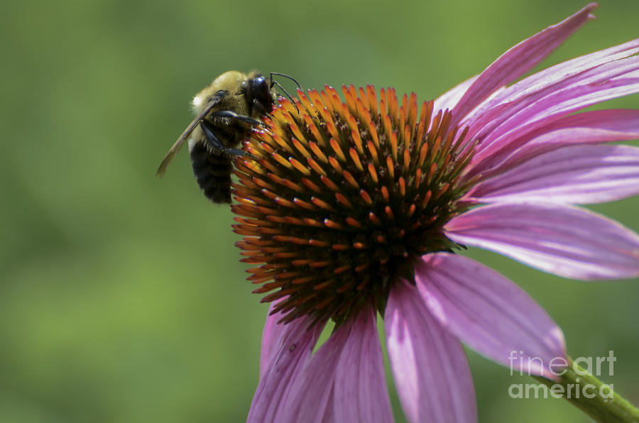 Bee on Coneflower Photograph by Andrea Silies