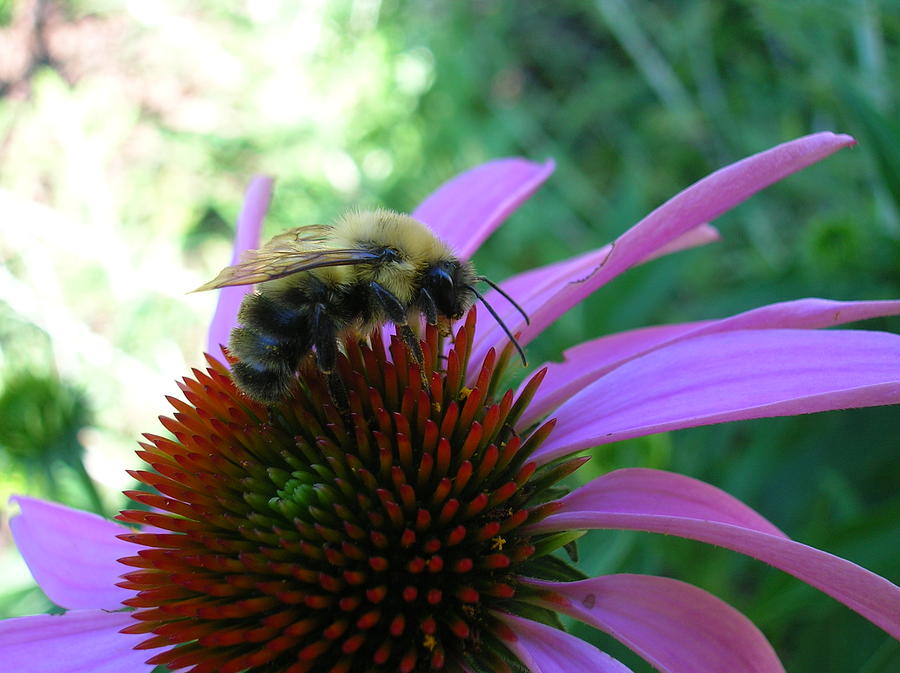 Bee on Coneflower Photograph by George Jones