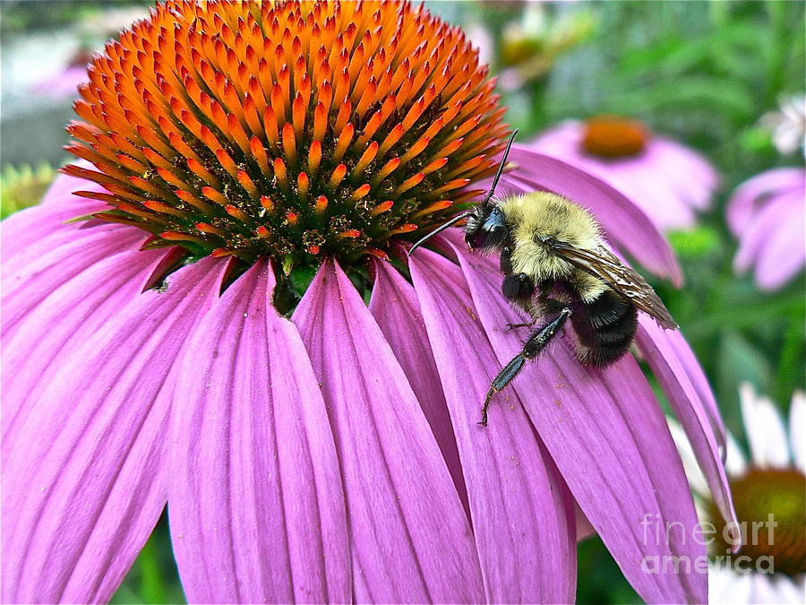 Bee on Coneflower Photograph by Jean Wright