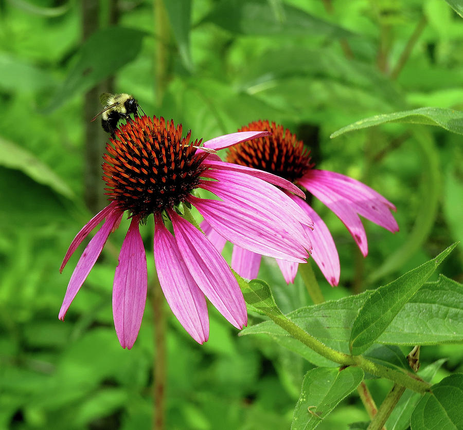 Bee on Coneflower Photograph by Linda Stern