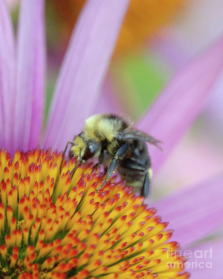 Closeup of Bee on Coneflower Photograph by Patricia Strand