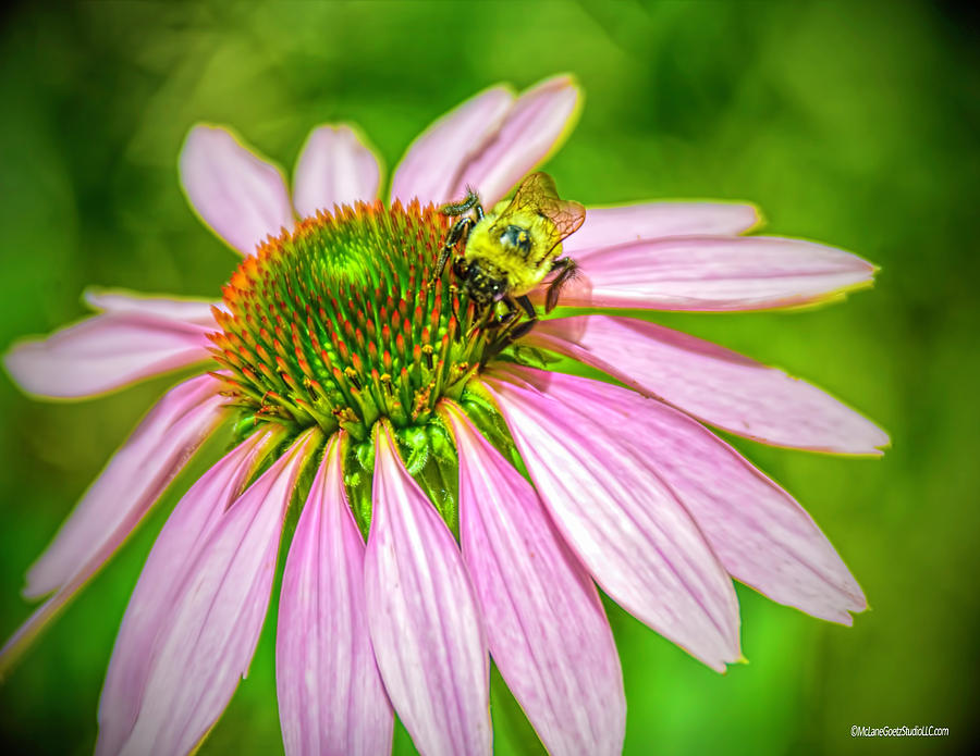 Nature Photograph - Bee on Cornflower by LeeAnn McLaneGoetz McLaneGoetzStudioLLCcom