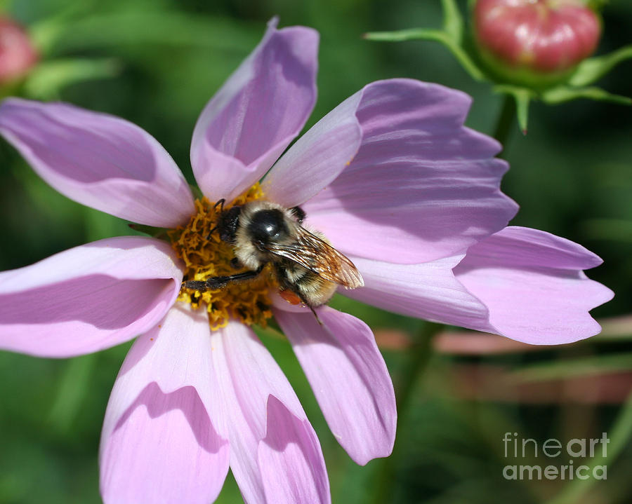 Bee On Cosmos Photograph by Smilin Eyes Treasures