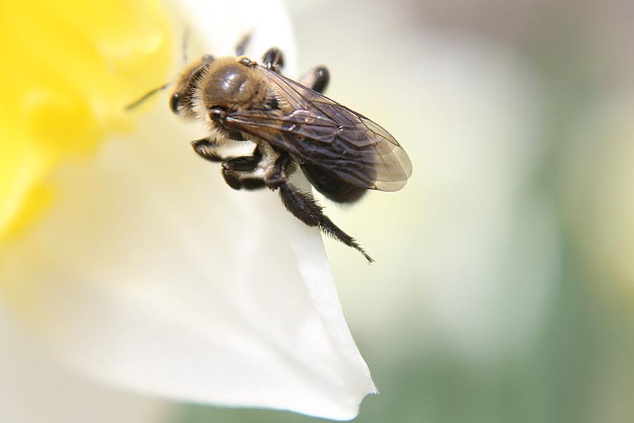 Bee on Daffodil Photograph by Scott Hovind