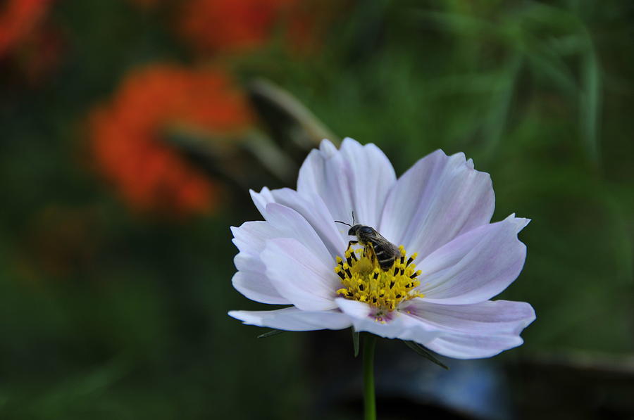 Bee on Daisy Photograph by David Arment