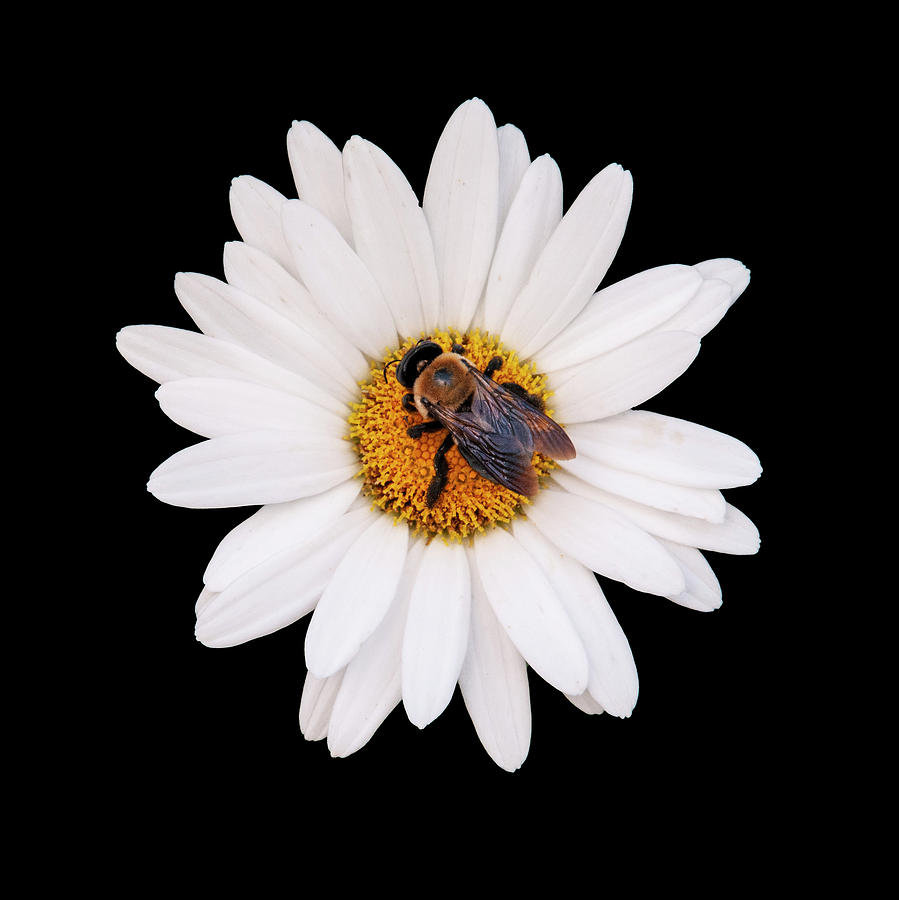 Bee On Daisy Photograph by Gary Slawsky