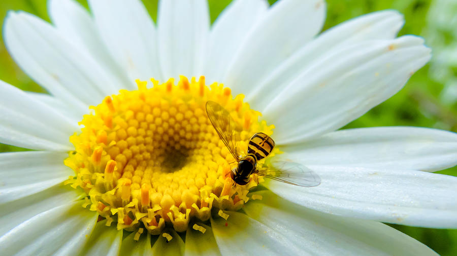 Bee on Daisy Photograph by Steve Stephenson