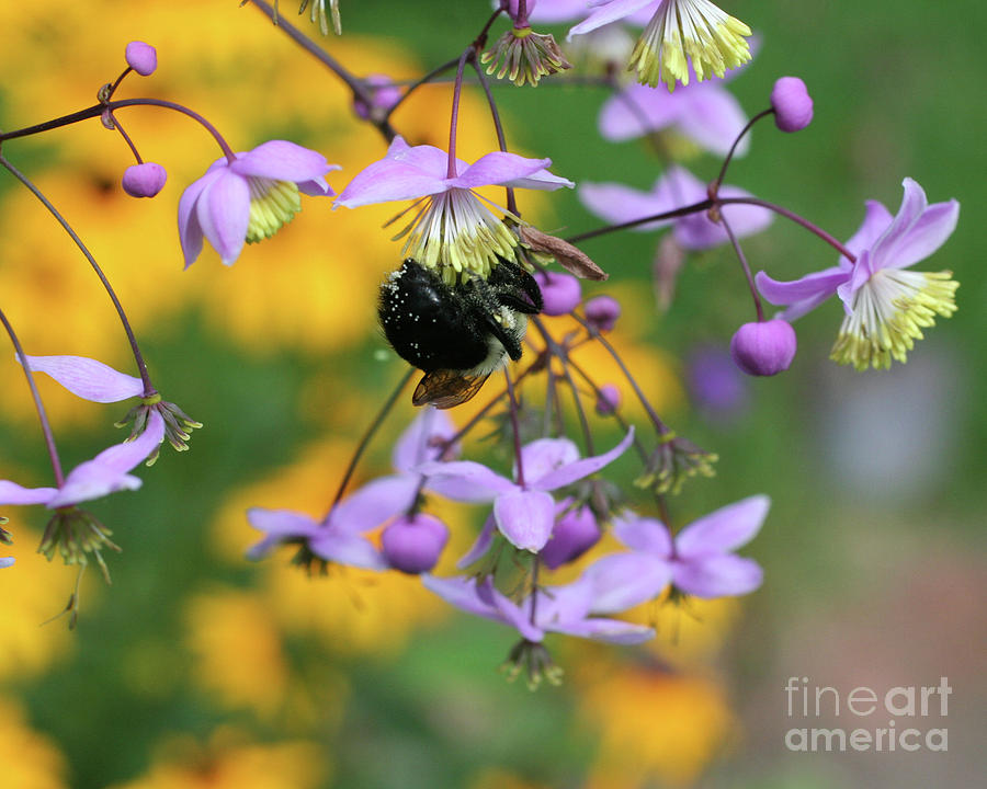 Bee On Delicate Flower Photograph by Smilin Eyes Treasures