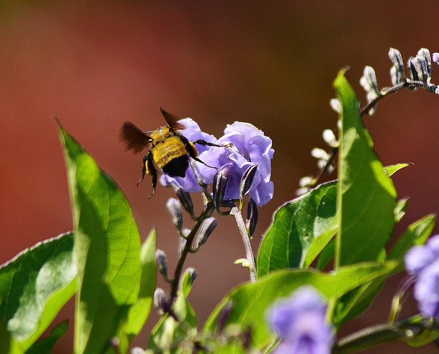 BumbleBee on Duranta Repens Sapphire 1 Photograph by Linda Brody