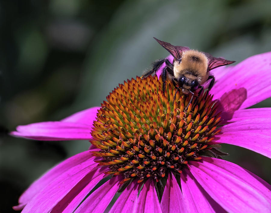 Bee on Echinacea Photograph by Georgette Grossman