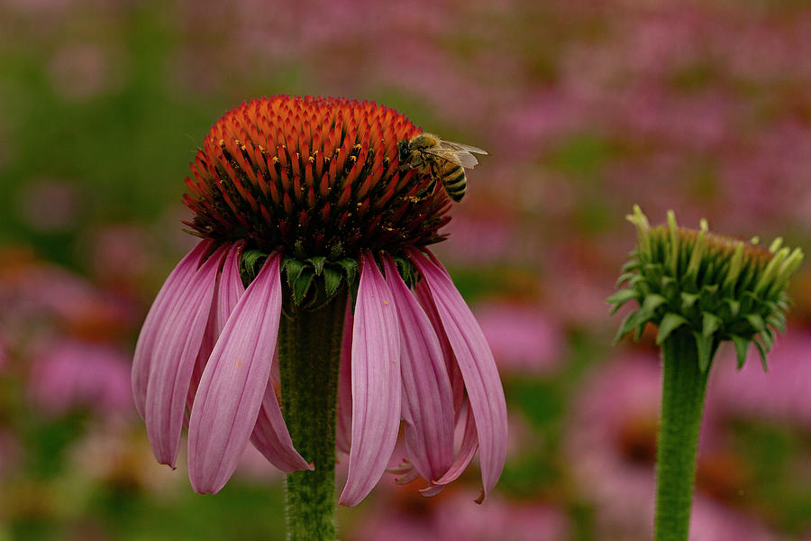 Nature Photograph - Bee on Echinacea by Jean Noren