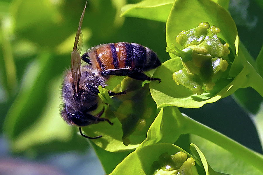 Bee On Euphorbia rigida Photograph by Hazel Vaughn