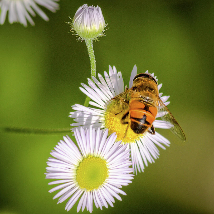 Bee on Fleabane II Photograph by Mike Mcquade