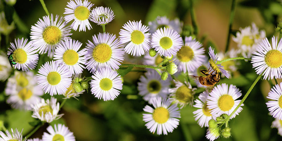Bee on Fleabane Photograph by Mike Mcquade