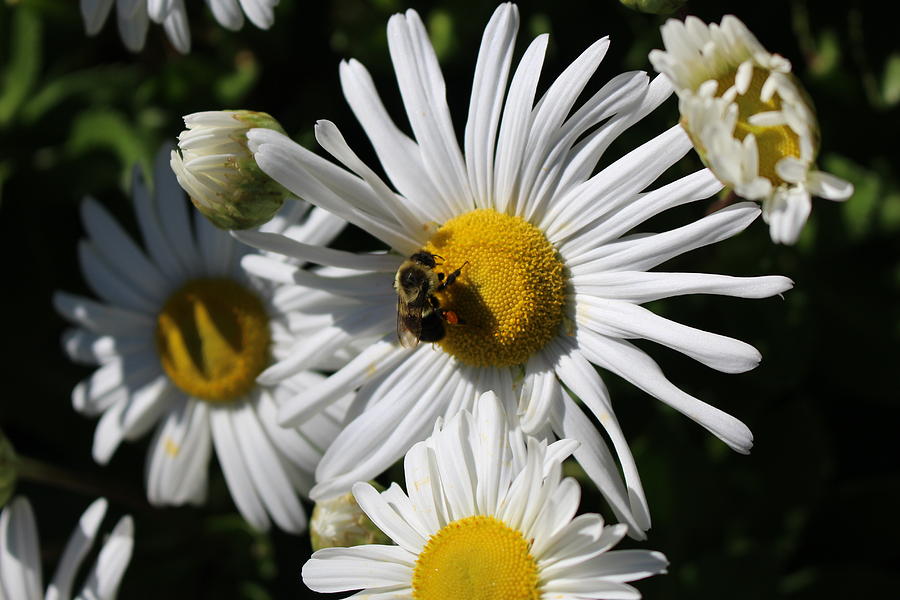 Bee on Flower 1 Photograph by Jason Nicholas