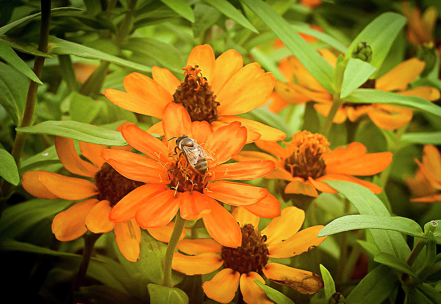 Bee On Flower Photograph by Brian Kinney