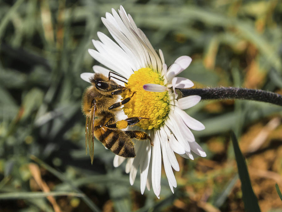 Daisy Photograph - Bee on flower daisy by Giovanni Bertagna