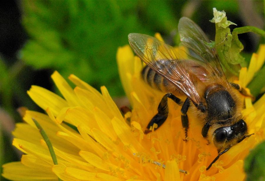 Bee on Flower Photograph by Dennis Nelson - Fine Art America